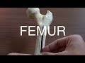 FEMUR - GENERAL FEATURES & ATTACHMENTS