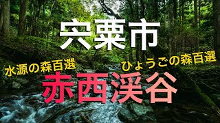 【宍粟市】至極の赤西渓谷散歩と森呼吸！