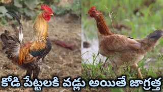 కోళ్ళకి ఒడ్డు ఇస్తున్నారా||   how to prepare layer feed||females and males chicken feed