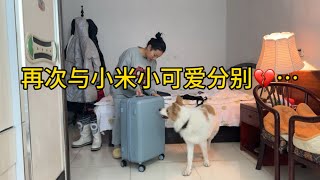 [正版小七的旅行第167集】今天要与两个毛孩子短暂分别，小七的父母知道我车爆炸了，特别担心我，爸爸前几年做过大手术，小七不孝快两年没有回家，这次一定要回重庆看望父母，顺便把身份证补办了，，