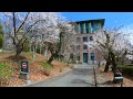 kochi japan 🇯🇵 cherry blossoms in japan march 2022 4k walking tour【insta360 one r 1inch】高知の桜 花見散歩