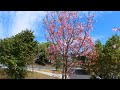 kochi japan 🇯🇵 cherry blossoms in japan march 2022 4k walking tour【insta360 one r 1inch】高知の桜 花見散歩