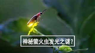 神秘萤火虫发光之谜？