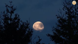 30 Minutes of Deep Focus Music, Forest Sounds, and Tranquil Moonlit Night Scenes