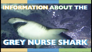 all about the GREY NURSE SHARK #aquafacts