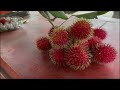 bersama akoh afen sebelum hari h imlek kita jual rambutan