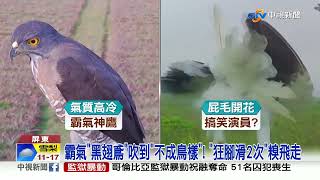 這雨太狂!霸氣黑翅鳶被吹到\