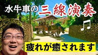 【車椅子の旅（沖縄）】かなり癒される竹富島の水牛車観光とは？