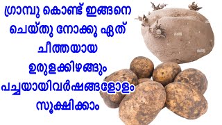 ഉരുളക്കിഴങ്ങ് ഇതുപോലെ സൂക്ഷിച്ചുവച്ചാൽ വർഷങ്ങളോളം പച്ചയായി സൂക്ഷിക്കാം/ How to preserve Potato