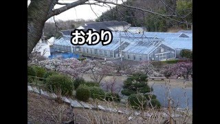 シダレ梅と源平咲き　平成28年2月 25日香川県園芸総合センター