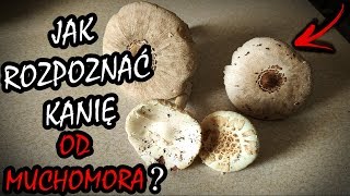 JAK ODRÓŻNIĆ GRZYB KANIĘ OD MUCHOMORA ? Proste wskazówki by rozpoznać jadalnego grzyba!