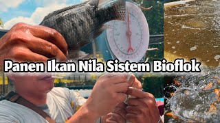 Melimpah…!! Hasil Panen Ikan Nila sistem Bioflok dan Aplikasi susulan setelah Panen