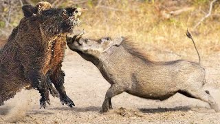 Wild Boar Tore Apart African Warthog In Battle.