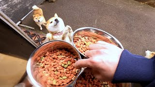 2023年6月29日(木) 毎日同じゴハンだけど、いつも楽しくお出迎えをしてくれる柴犬たち