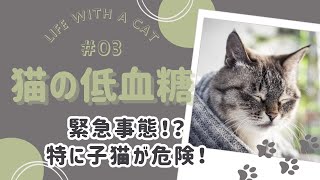 猫の低血糖症：原因、症状、対応方法を徹底解説！