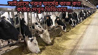 সাইপ্রাসে গরুর ফার্মের কাজ কত কষ্টের দেখুন ভিডিওতে....