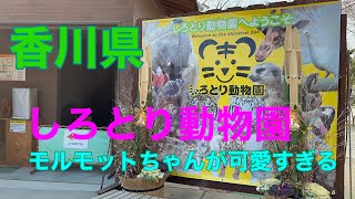 【香川県】白鳥動物園　園内紹介、動物達とのふれあい体験。Vlog