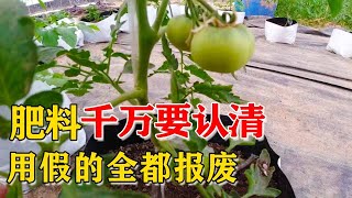 假肥料害人不浅，种的番茄差点报废，以后要注意了【付老师种植技术团队】