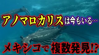 【ゆっくり解説】アノマロカリスは今も生きている!? カンブリア紀の王者の生存説と特徴について【古代生物生存】