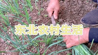 菜园里的头茬韭菜好了，奶奶割下来一大把，做了锅喷香的韭菜盒子