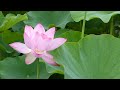 蓮の花 臼杵石仏公園 2016年【臼杵観光】