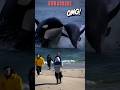 SHOCKING..!! HUGE ORCA WHALE HUNTING #whale #amazing