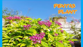 HOW TO GROW AND CARE PENTAS PLANT || TERRACE GARDENING || AK GARDENING PASSION..