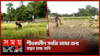 আমন ধান কাটার ধুম, বাম্পার ফলনে খুশি কৃষক | Rice Cutting  | Moulvibazar News | Somoy TV