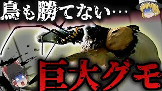 【閲覧注意】最恐クモに狙われた生き物の末路がヤバすぎた…