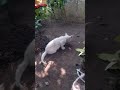 omg so cute cat ❤ best funny cat video 2024 6 shorts