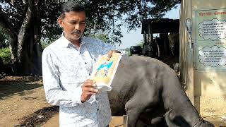 SCTवैदिक,कृषी अमृतने पिकवलेला कडबा व मिल्क चार्जरच्या वापराने शेण घट्ट, घरच्या शेणखताचा कारखाना सुरू