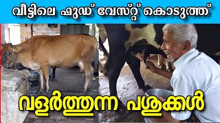 വീട്ടിലെ ഫുഡ്‌ വേസ്റ്റ് പശുക്കൾക്ക് നൽകി ചിലവ് കുറക്കാം 🥰❤️ #edapparambilfarms #dairyfarming