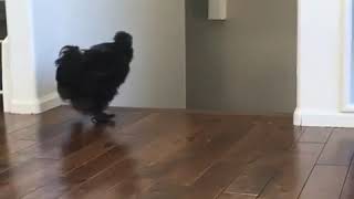 Black Chicken Gets Excited When Owner Comes Home - 1026632