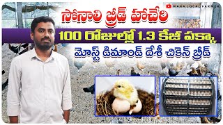 Sonali Breed Chicken farming| నాటుకోళ్ల పెంపకం లాభమా లేక నష్టమా|#sonalichicks #jkagrofarms #hatchery