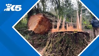 Chainsaw-wielding vandals wreak havoc on trees at fish hatchery