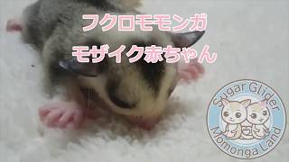 フクロモモンガ モザイクの赤ちゃん 脱嚢20日目 Sugar Gliders