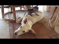 Cute animal friends that will tug on your heartstrings Cute animal friends that will tug on your heartstrings