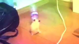 DANCING HAMSTER MEME