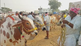 Pebbair Bulls market in Telangana | Biggest Bull market in India ‎@purnafarms 