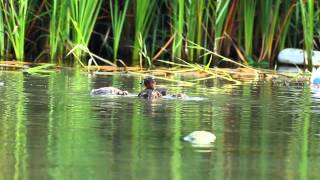 小鸊鷉向親鳥學習捕食技巧 Little Grebe