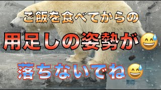 【円山動物園シロクマ】ご飯を食べてからの用足しの姿勢が😅落ちないでね😅