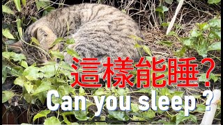 大公貓居然在雨中這樣睡｜How can a male cat sleeps in the rain【浪貓餵食記｜Feed Stray Cats Volg 】#straycats #cat #流浪貓