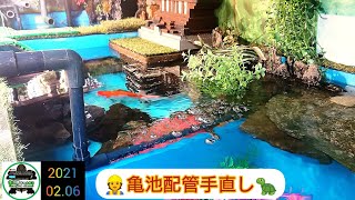 【クサガメ】亀池配管見直し🚰