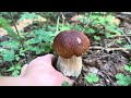 Грибы 🍄 Белые 🍄‍🟫Подмосковье 🍄 07.08.2024🍄‍🟫👍🍄😋