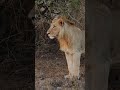 kenya 4k scenic wildlife, 4k video ultra hd, video 4k, 4k video 60fps, 4k video, Kenya 4k, 4k videos