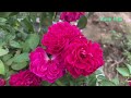 Thử trồng hoa hồng bằng cành  How to grow roses with branches