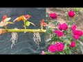 Thử trồng hoa hồng bằng cành | How to grow roses with branches