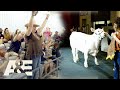 ONE Cow Could Clear 100,000 DOLLARS at Texas Youth Livestock Auction | Deep Fried Dynasty | A&E