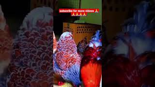 the most beautiful chickens in the world #shorts #viral #trending #trend #singer_basher