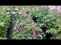 Best Perennials - Aquilegia Clementine (Columbine)